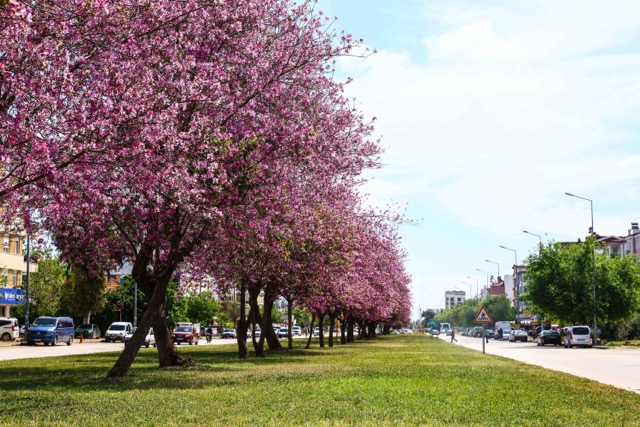 Antalya yaz renklerine bürünüyor
