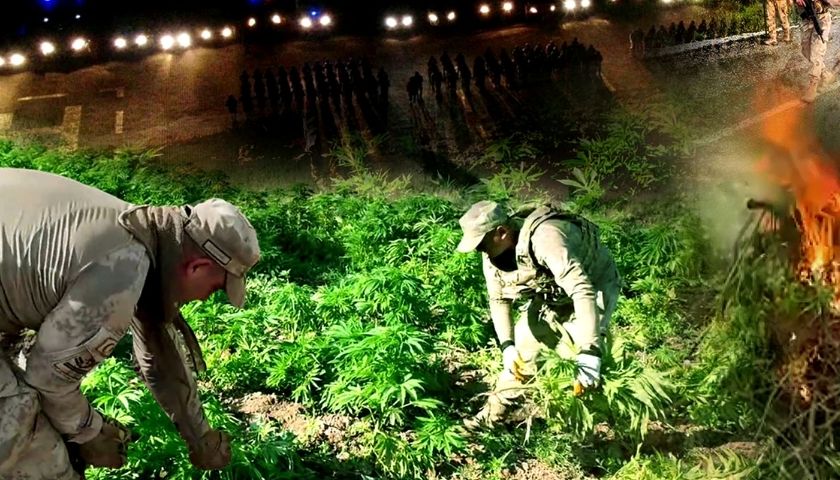 Diyarbakır’da 12 Milyon Kök Kenevir Ele Geçirildi: Zehir Tacirlerine Darbe